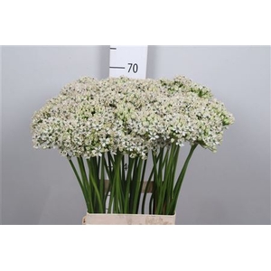 Allium Nigrum