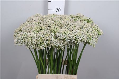 <h4>Allium Nigrum</h4>
