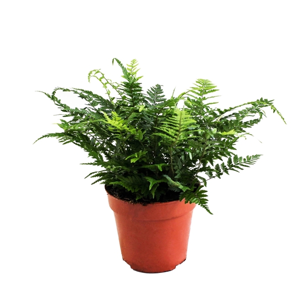 <h4>Athyrium Spicatum - De varen voor binnen en buiten!</h4>