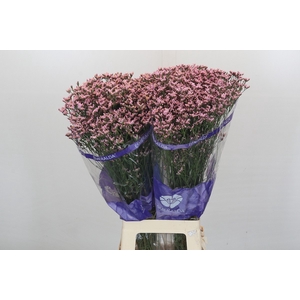 Limonium Pink Diamond