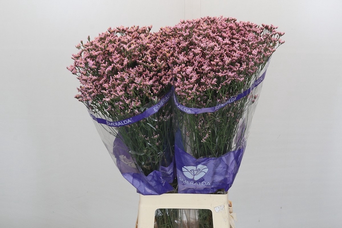 <h4>Limonium Pink Diamond</h4>