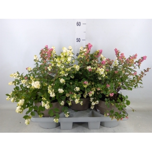 Symphoricarpos   ...