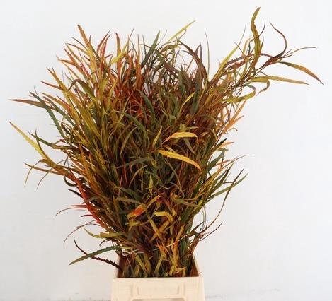 <h4>GREVILEA AUTUMN 200GR</h4>