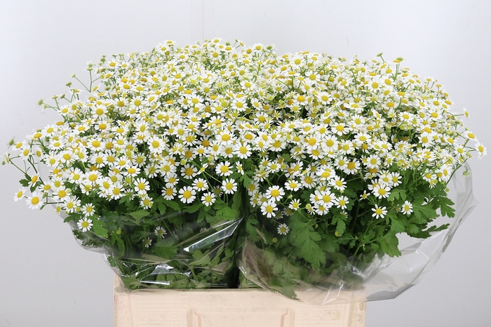 <h4>Tanacetum Pa Single Vegmo</h4>