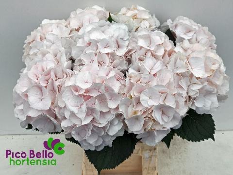 <h4>HYDR M CH SW VERENA</h4>