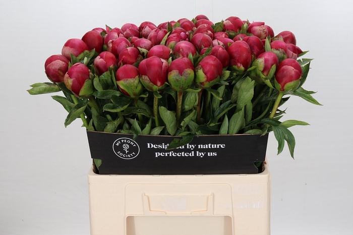Paeonia Belgravia