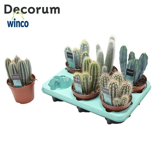 Cactus Column Mix (6spc.) (decorum)