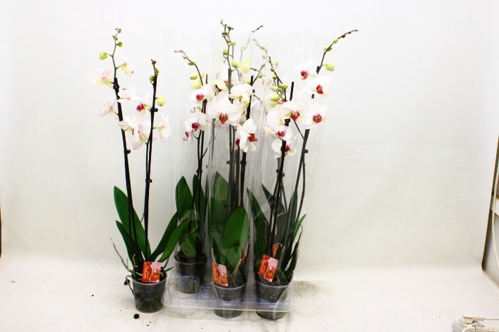 <h4>PHAL RED LIPS</h4>