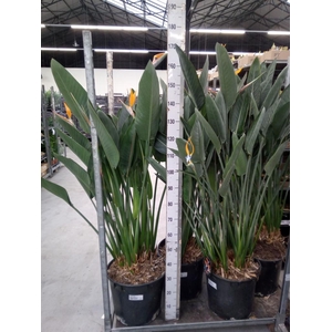 Strelitzia reg.