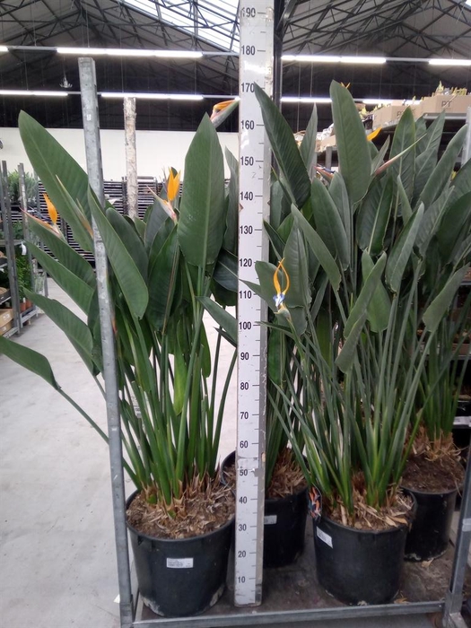 <h4>Strelitzia reg.</h4>