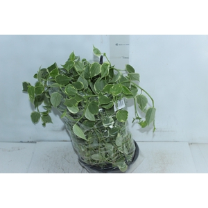 PEPEROMIA SCANDENS C21