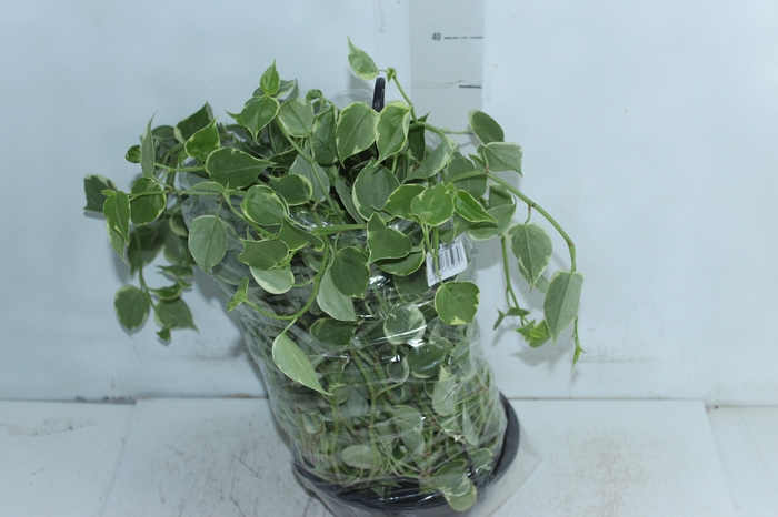 <h4>PEPEROMIA SCANDENS C21</h4>