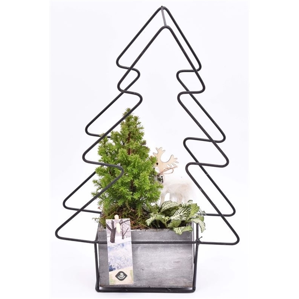 <h4>Arrangementen kamerplanten 6%</h4>