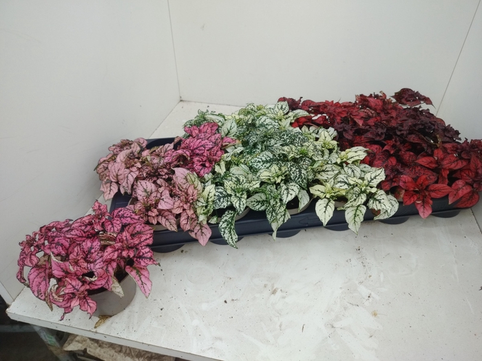 <h4>HYPOEST GEM</h4>