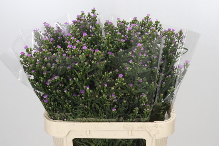 <h4>Aster Painted Lady</h4>