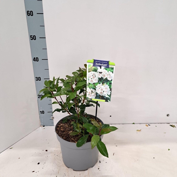 <h4>Kalmia latifolia</h4>