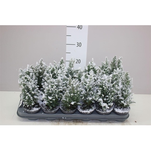 Chamaecyparis La Ellwoodii Snow