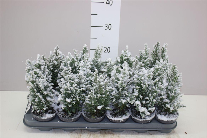 <h4>Chamaecyparis La Ellwoodii Snow</h4>