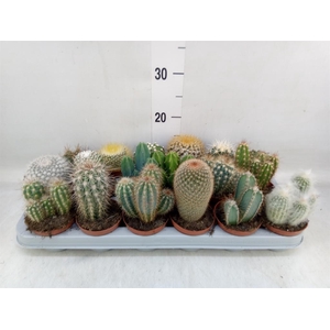 Cactus   ...mix