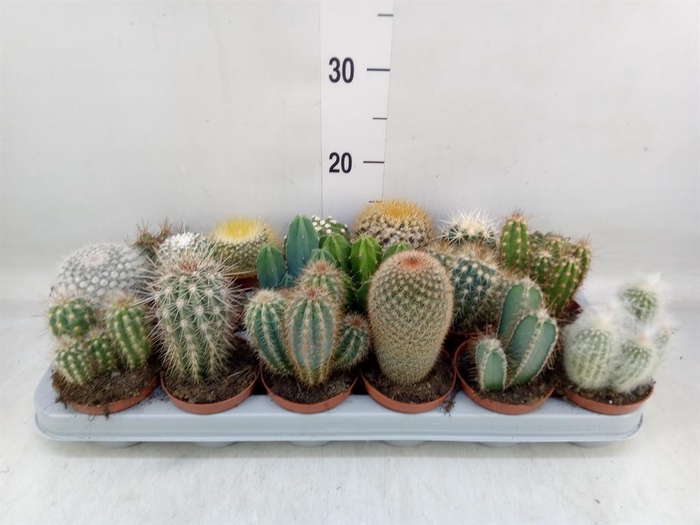<h4>Cactus   ...mix</h4>