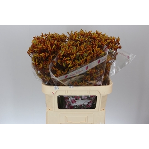 Anigozanthos Gold Fever