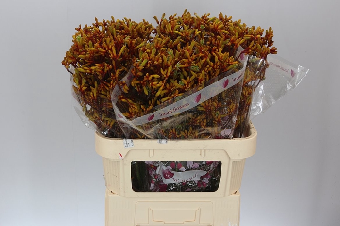 <h4>Anigozanthos Gold Fever</h4>