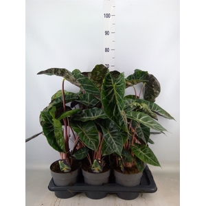 Alocasia   ...