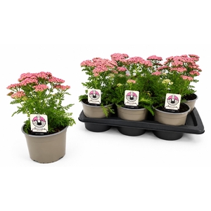 ACHI MILLEFOLIUM