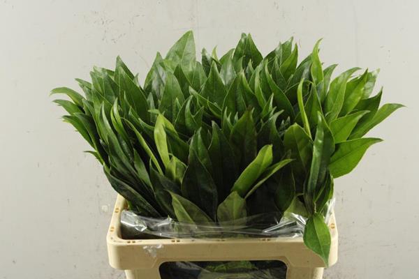 <h4>Deco Gr Cocculus Bl L 60 !!!!!</h4>