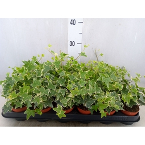 Hedera helix 'Eva'
