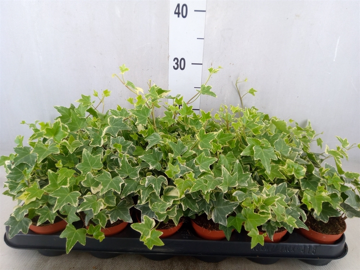 <h4>Hedera helix 'Eva'</h4>