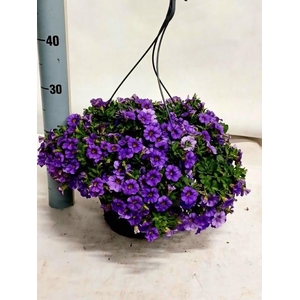 CALIB MINFI D BLUE