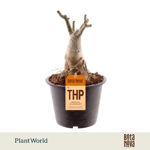 Adenium Obesum