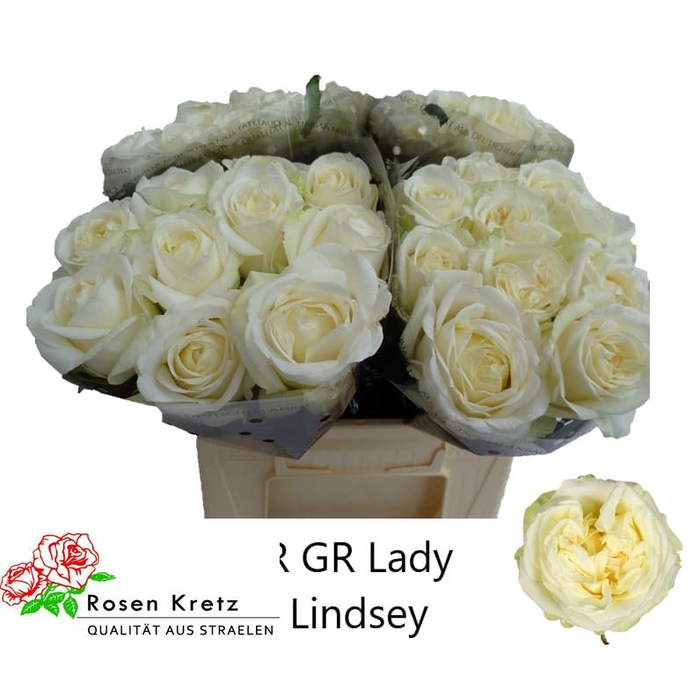 <h4>R Gr Lady Lindsey+</h4>