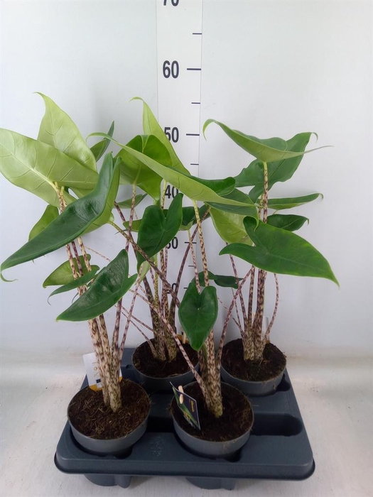 <h4>Alocasia zebrina</h4>
