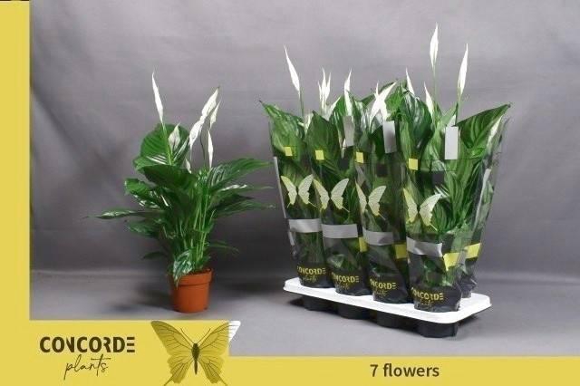 <h4>SPATH SWEET RICARDO</h4>