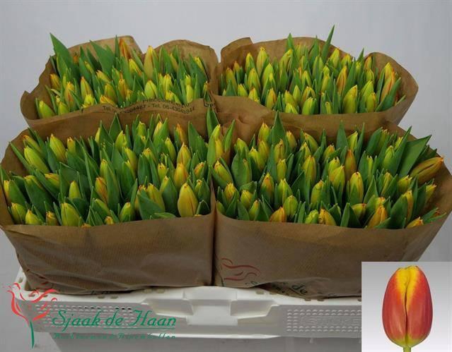 <h4>TU EN DOW JONES</h4>