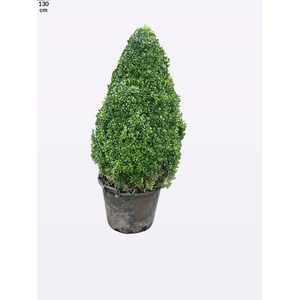 BUXU SEMPERVIRENS