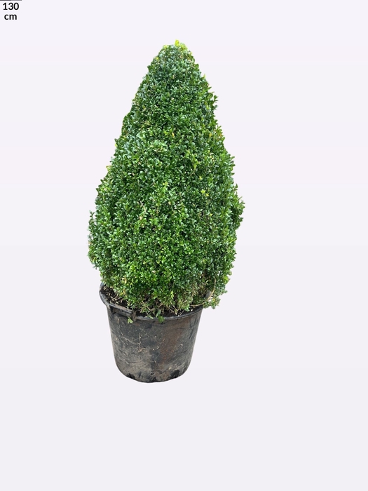 <h4>BUXU SEMPERVIRENS</h4>