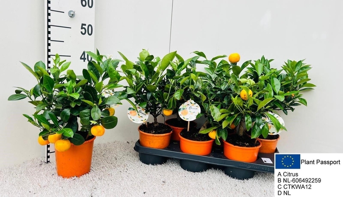 <h4>CITR MICROCARPA P14</h4>