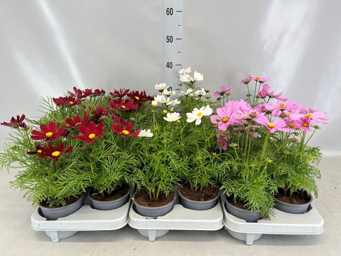 <h4>Cosmos bipinnatus 'Casanova'  ..mix</h4>