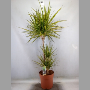 Dracaena marg. 'Sunray'