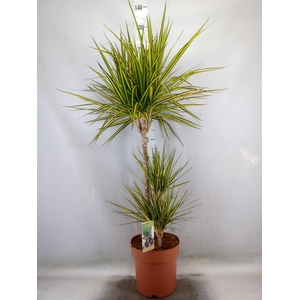 Dracaena marg. 'Sunray'