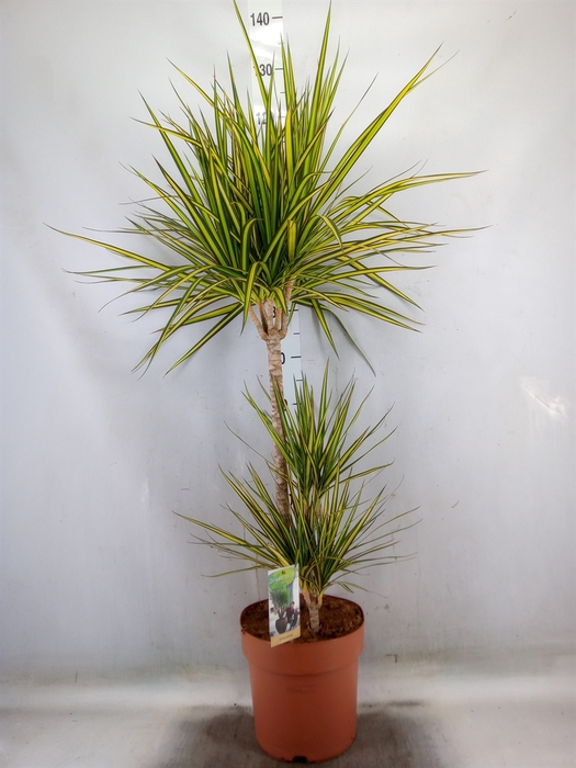 <h4>Dracaena marg. 'Sunray'</h4>