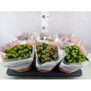 Kalanchoe blos. 'RoyalDon'   ..mix