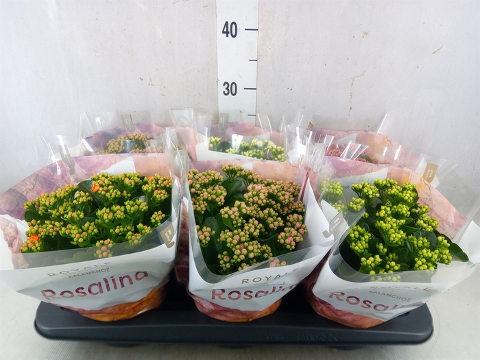<h4>Kalanchoe blos. 'RoyalDon'   ..mix</h4>