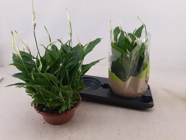 <h4>SPATH BELLINI</h4>