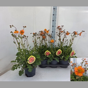 GEUM PRINSES JULIANA