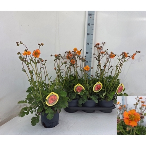 GEUM PRINSES JULIANA