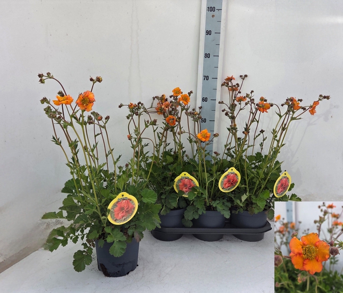 <h4>GEUM PRINSES JULIANA</h4>